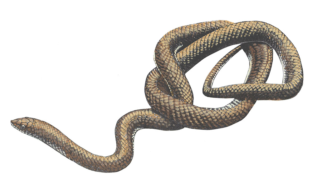 Conservación de la Fauna